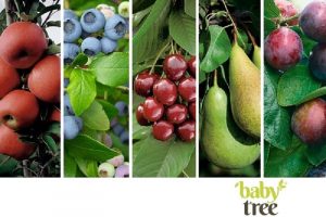 5 fruitsoorten Baby Tree met logo 1