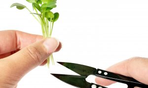 Cress schaar Cress schaar