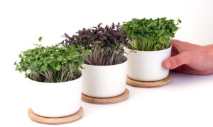 Grown_products_2021_10 Grown_products_2021_10